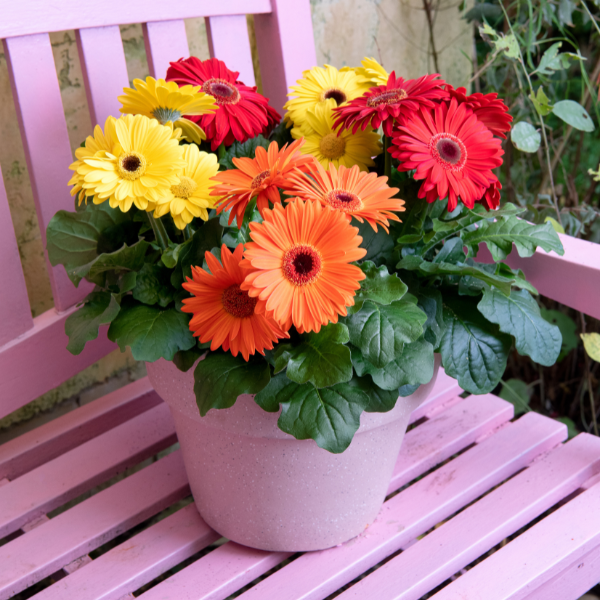 Gerbera jamesonii 'Joybera Mix'