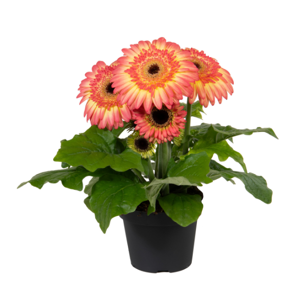 Gerbera jamesonii 'Joybera Sunrise'