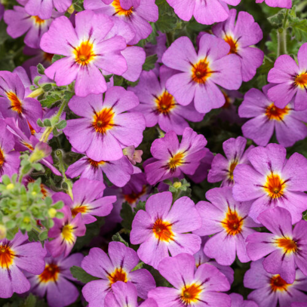 Jamesbrittenia hybrid 'Safari Dusk'