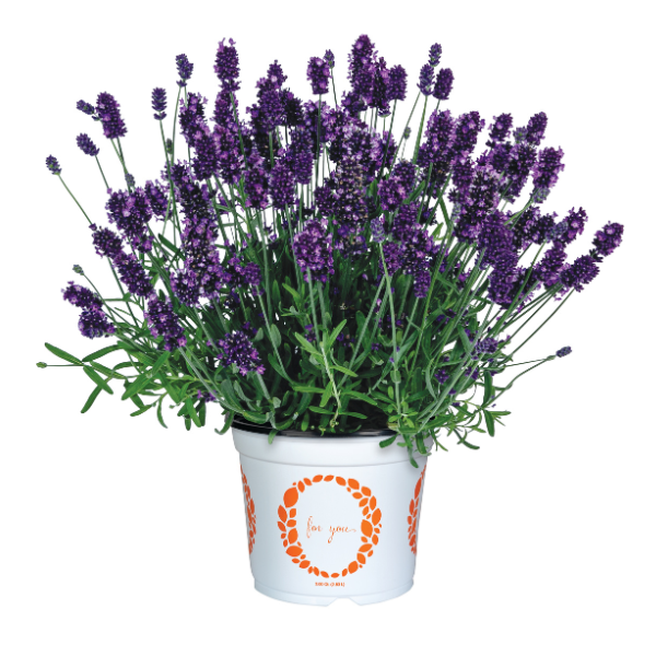 Lavender lavandula stoechas 'La Diva Eternal Grace'