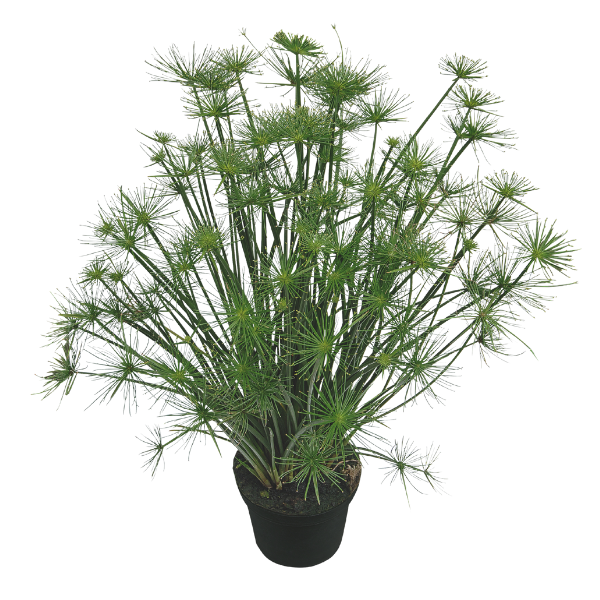 Ornamental Grass papyrus 'Cyperus Cleopatra'