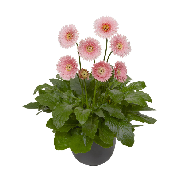 Gerbera Patio jamesonii 'Garvinea Majestic Light Pink'