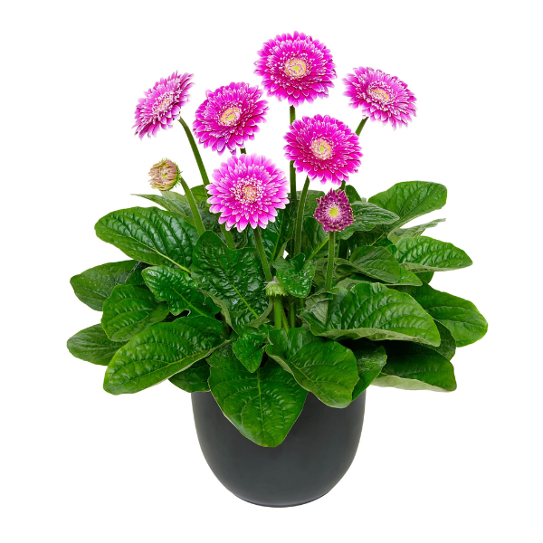 Gerbera Patio jamesonii 'Garvinea Majestic Purple'