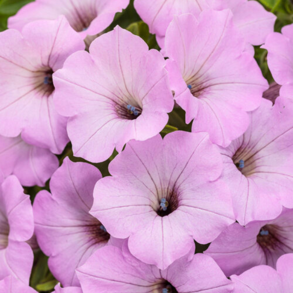 Petunia hybrida 'Supertunia Vista Cool Jazz'