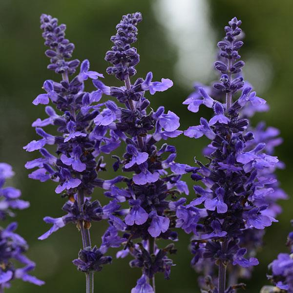 Salvia longispicata x farinacea 'Mysty'
