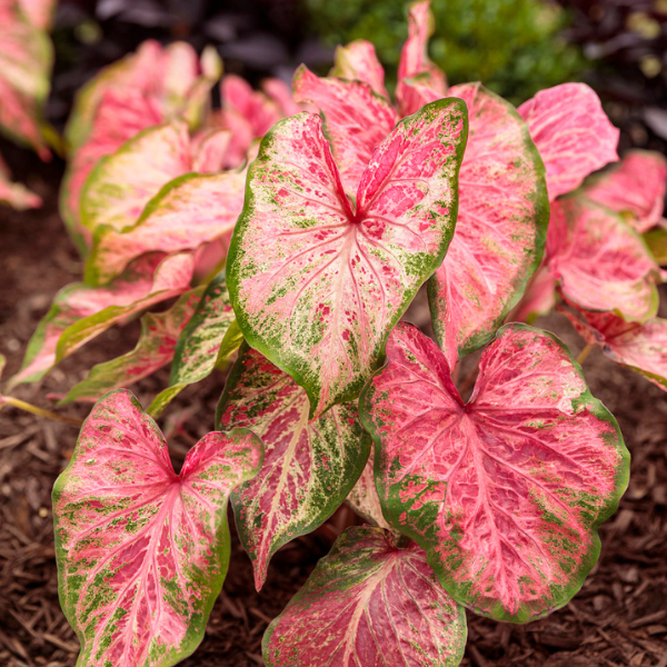 Caladium hortulanum 'Heart to Heart Blushing Bride'