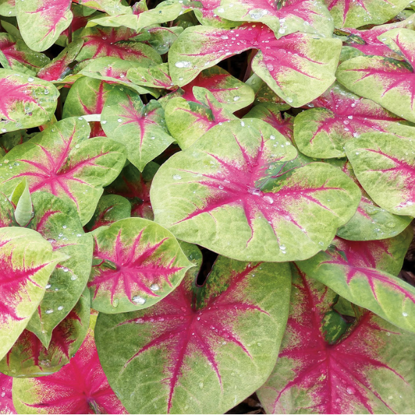 Caladium hortulanum 'Heart to Heart Lemon Blush'