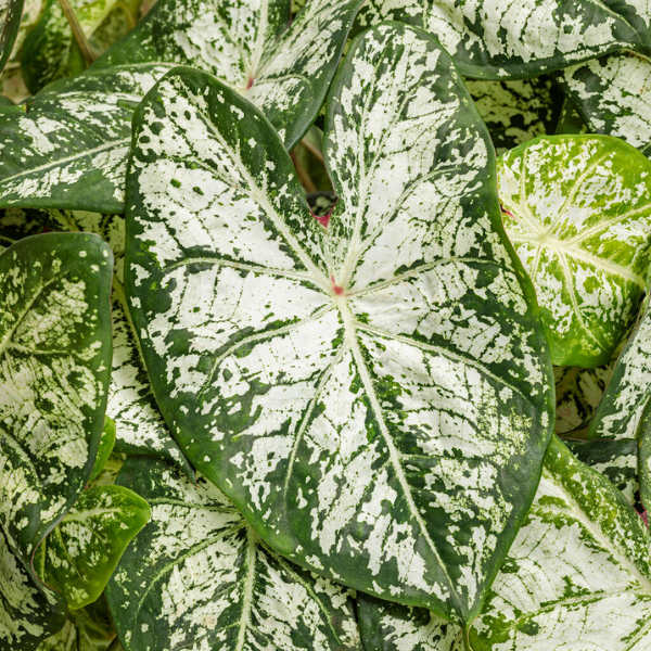 Caladium hortulanum 'Heart to Heart Snow Flurry'