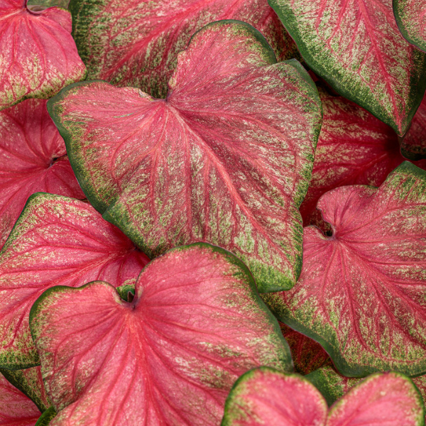 Caladium hortulanum 'Heart to Heart Tickle Me Pink'