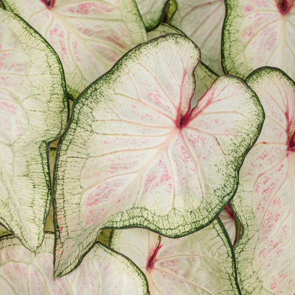 Caladium hortulanum 'Heart to Heart White Wonder'