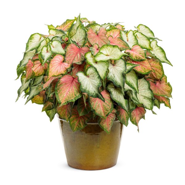 Caladium hortulanum 'Heart to Heart Instinct'