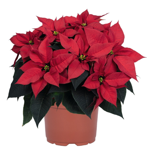 Poinsettia euphorbia pulcherrima 'Nordic Star Red'