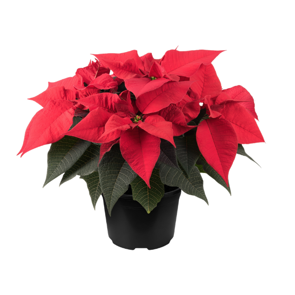Poinsettia euphorbia pulcherrima 'FabYULEous Pink'