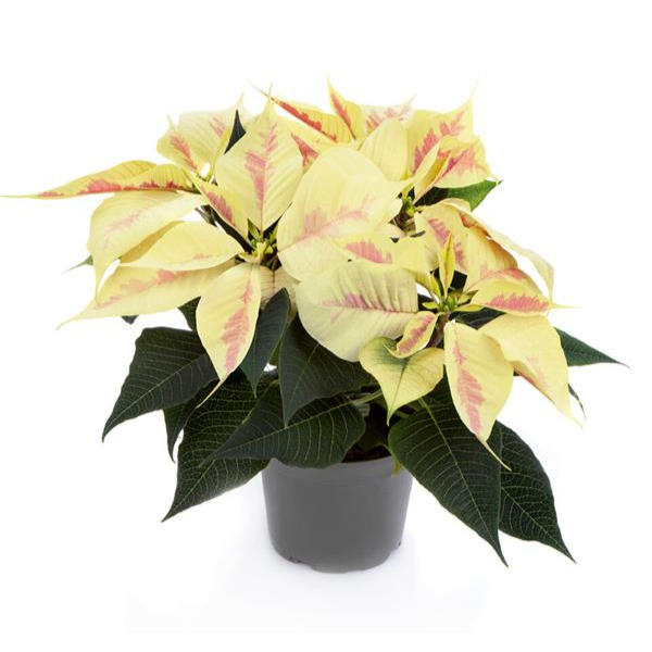 Poinsettia euphorbia pulcherrima 'Robyn Marble'