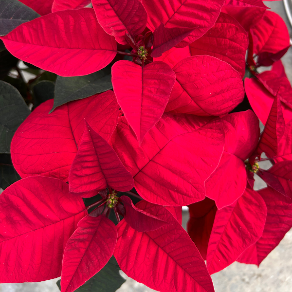 Poinsettia euphorbia pulcherrima 'Dark Velvet'