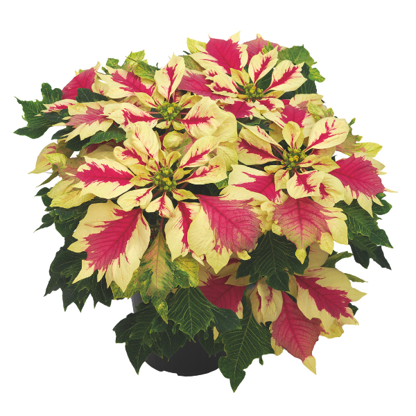 Poinsettia euphorbia pulcherrima 'Papagena'