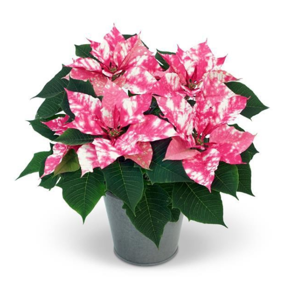 Poinsettia euphorbia pulcherrima 'Sky Pink'