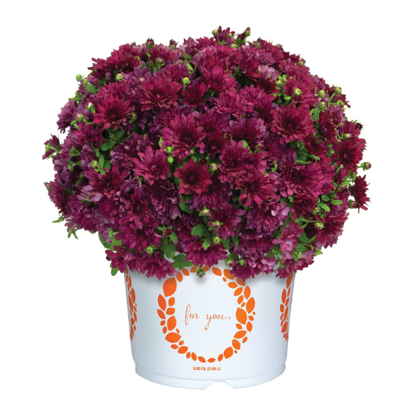 Mum chrysanthemum x morifolium 'Buzz Purple'