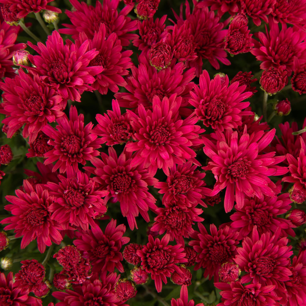 Mum chrysanthemum x morifolium 'Sandra Purple'
