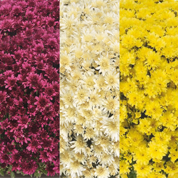 Mum Combo 'Combo #49'