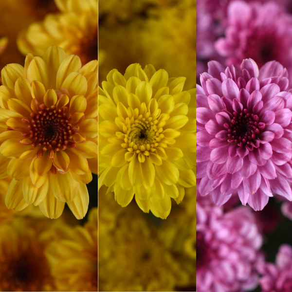 Mum Combo 'Combo #52'