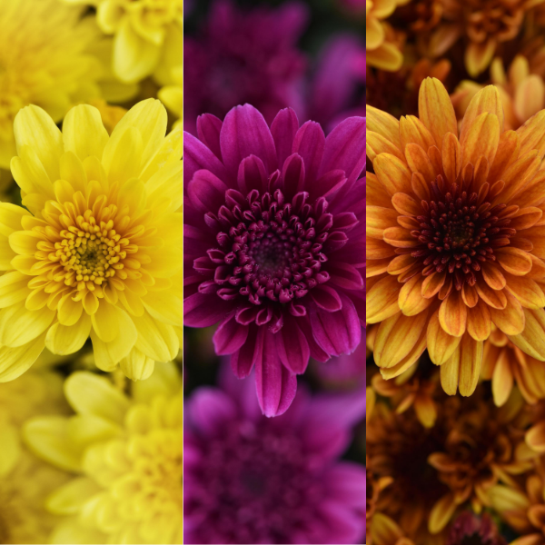 Mum Combo 'Combo #54'