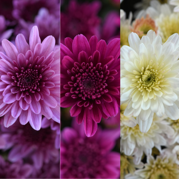 Mum Combo 'Combo #55'