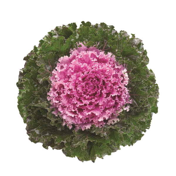 Kale 'Crystal Pink'