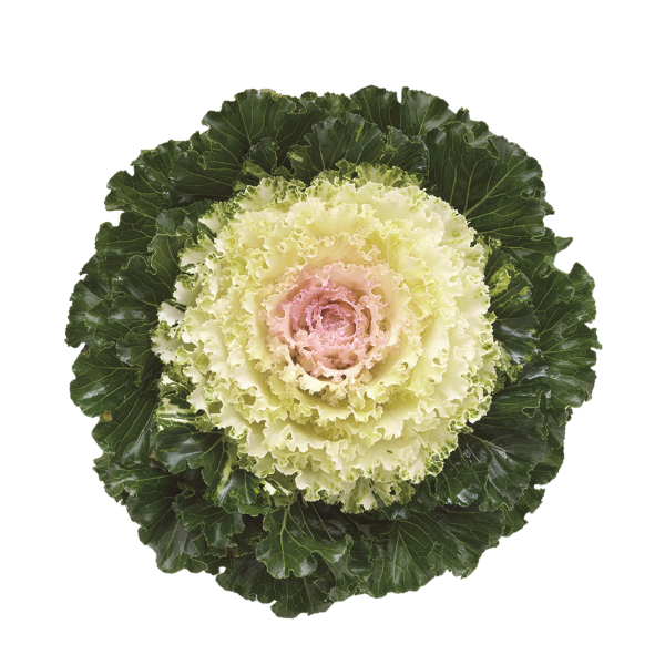 Kale 'Crystal Snow'