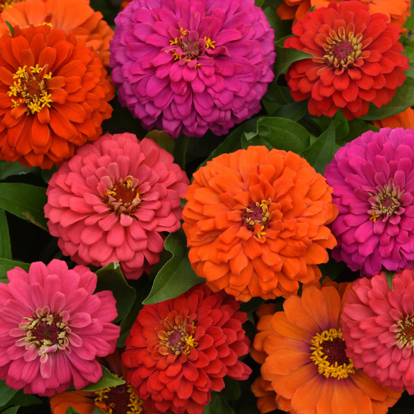 Zinnia elegans 'Elegant Hot Mix'