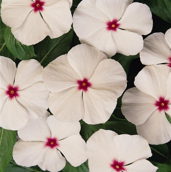 Vinca catharanthus roseus 'Titan Polka Dot'