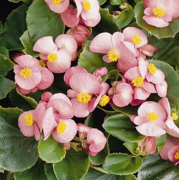 Begonia semperflorens cultorum 'Prelude Plus Pink'