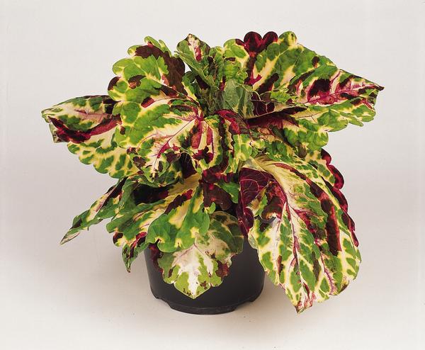 Coleus scutellarioides 'Kong Mosaic'