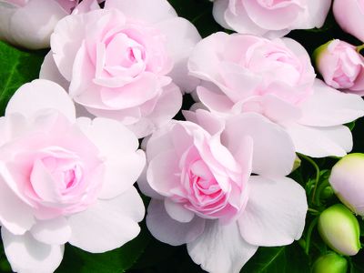 Double Impatiens walleriana 'Silhouette Appleblossom'