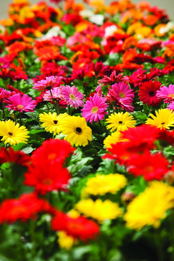 Gerbera jamesonii 'Jaguar Mix'