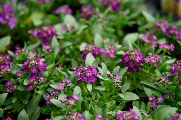 Alyssum lobularia maritima 'Easter Bonnet Violet'