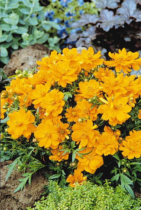 Cosmos sulphureus 'Cosmic Orange'