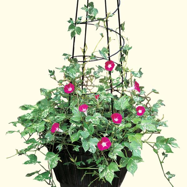 Morning Glory ipomoea nil 'Cameo Elegance'