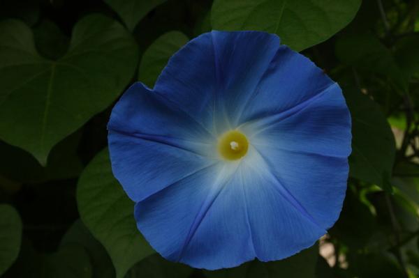 Morning Glory ipomoea nil 'Clark's Heavenly Blue'