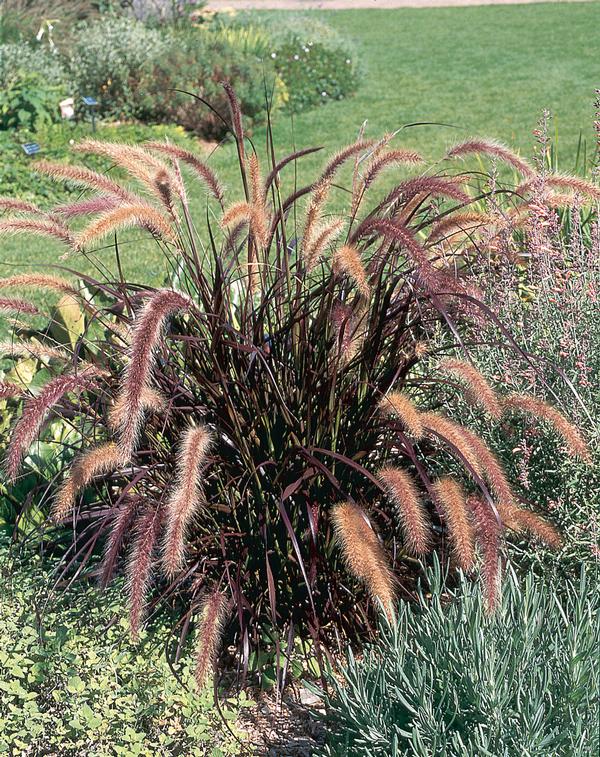 Ornamental Grass setaceum 'Pennisetum-Rebrum Purple Fountain'