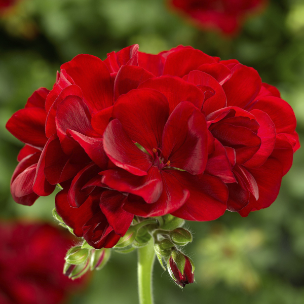 Geranium Interspecific Pelargonium Interspecific 'Calliope Medium Dark Red'