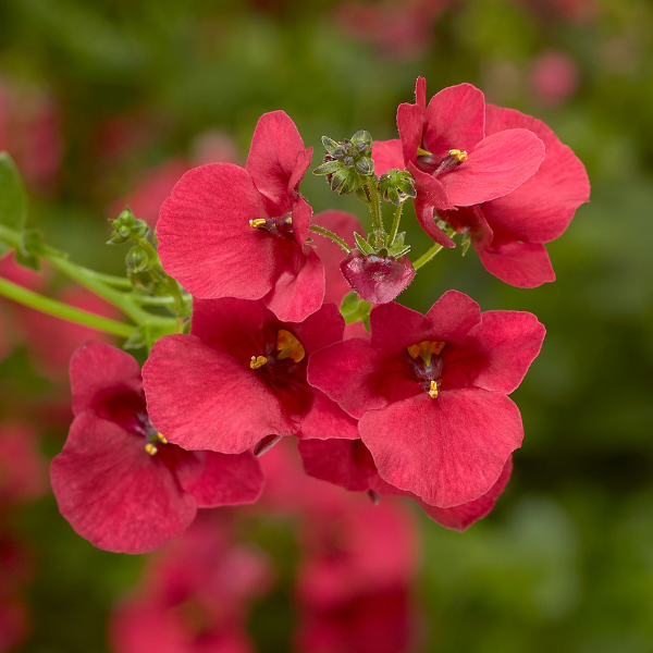 Diascia barberae 'Darla Red'