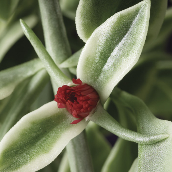 Dorotheanthus bellidiformis 'Mezoo Trailing Red'