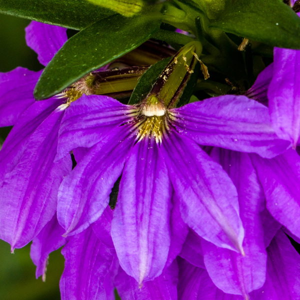 Scaevola aemula 'Bombay Dark Blue Imp'