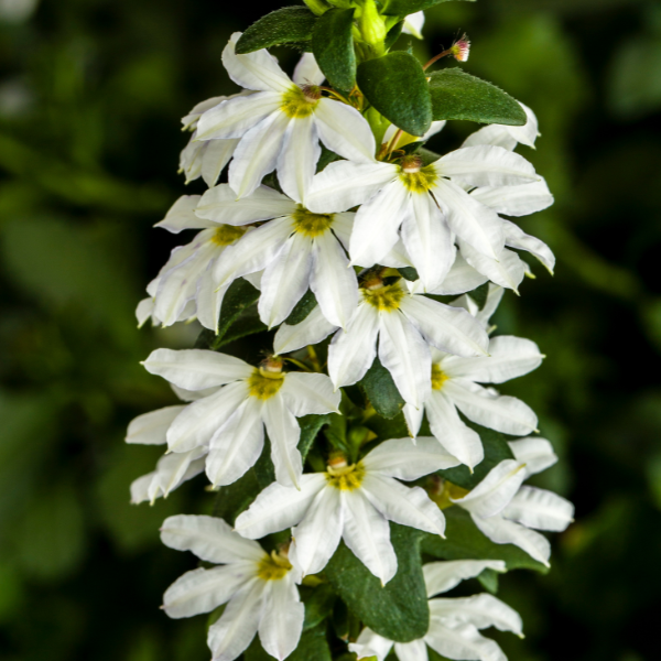Scaevola aemula 'Bombay White Imp'