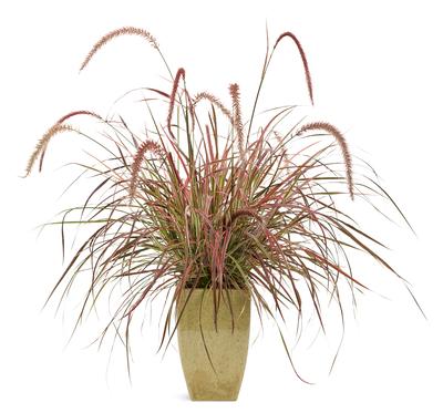 Ornamental Grass setaceum 'Pennisetum-Fireworks'