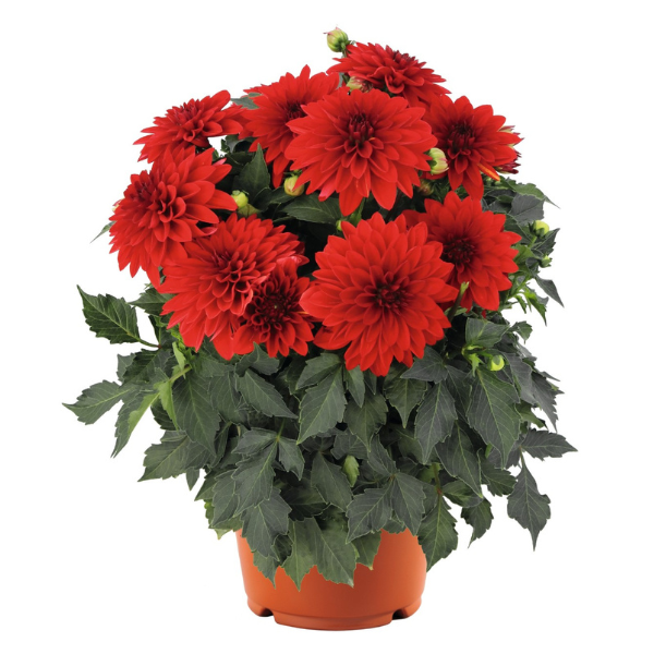 Dahlia hybrida 'Hypnotica Red'