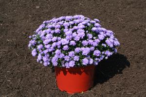 Aster Novi-Belgii 'Henry I Blue'