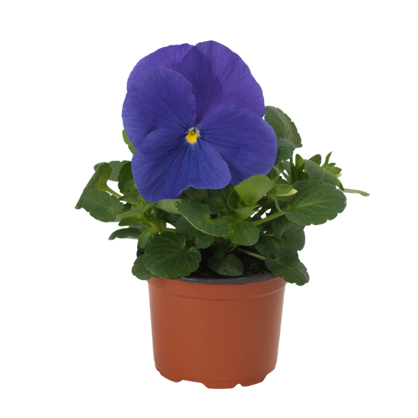 Pansy viola x wittrockiana 'Matrix True Blue'