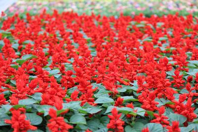 Salvia splendens 'Vista Red'